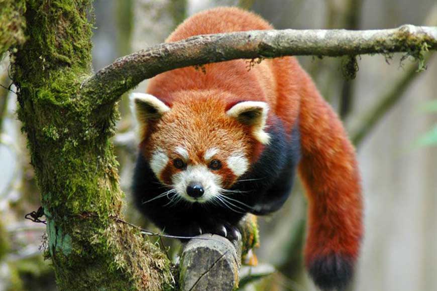 Exotic and endangered animal babies born during pandemic in Bengal’s zoos