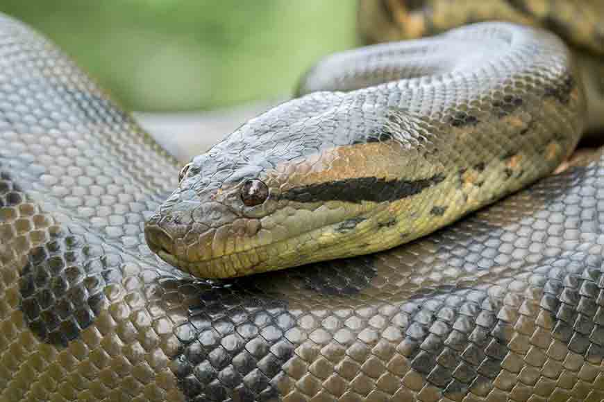 Beware!! Anacondas at Alipore Zoo!