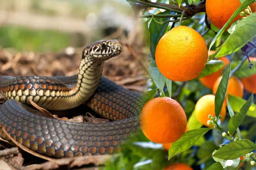 Path-breaking discovery! Asansol professor finds anti-venom in oranges