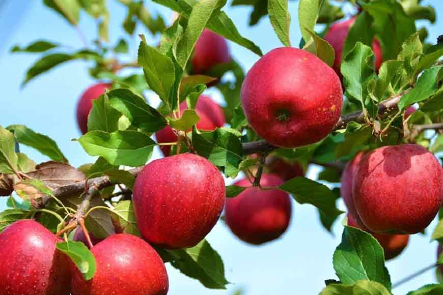 Bengal’s answer to terrorism: Village that lost 5 to terrorists in Kashmir will grow apples