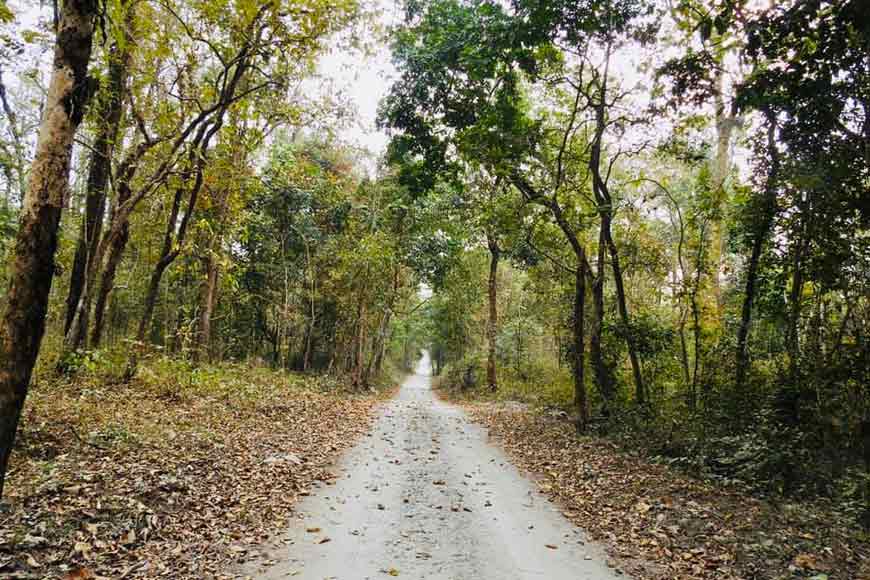 On International Day of Forests, here’s looking at Baikunthapur and its treasures