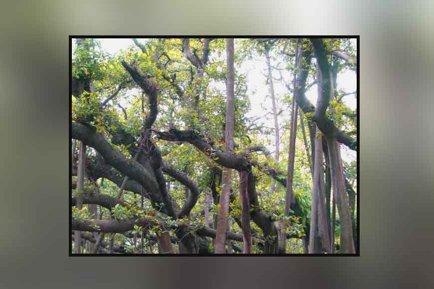 Mystery of the missing trees at Botanical Gardens shibpur