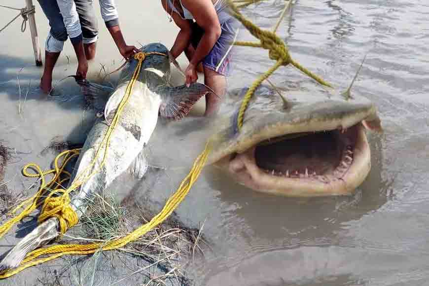 Giant catfish weighing 120kg caught by fishermen at Teesta barrage