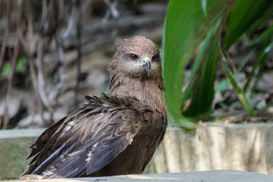 City birdwatcher’s paradise threatened by construction