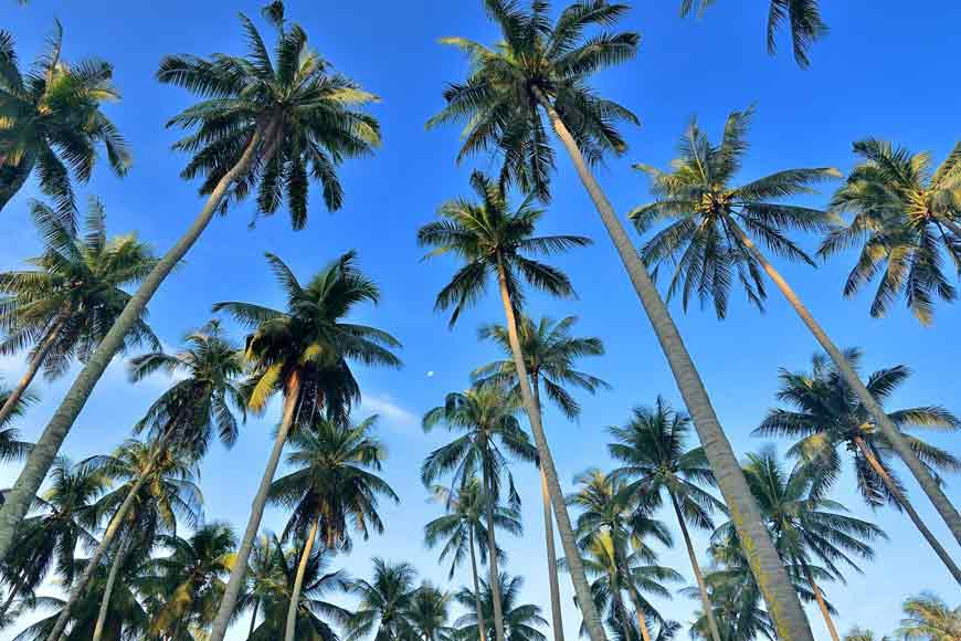 New Lightning Arresters for Kolkata – Coconut Tree plantation!
