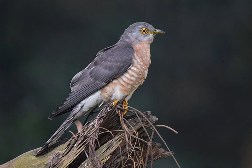 When a bird’s cry becomes a poem – GetBengal story