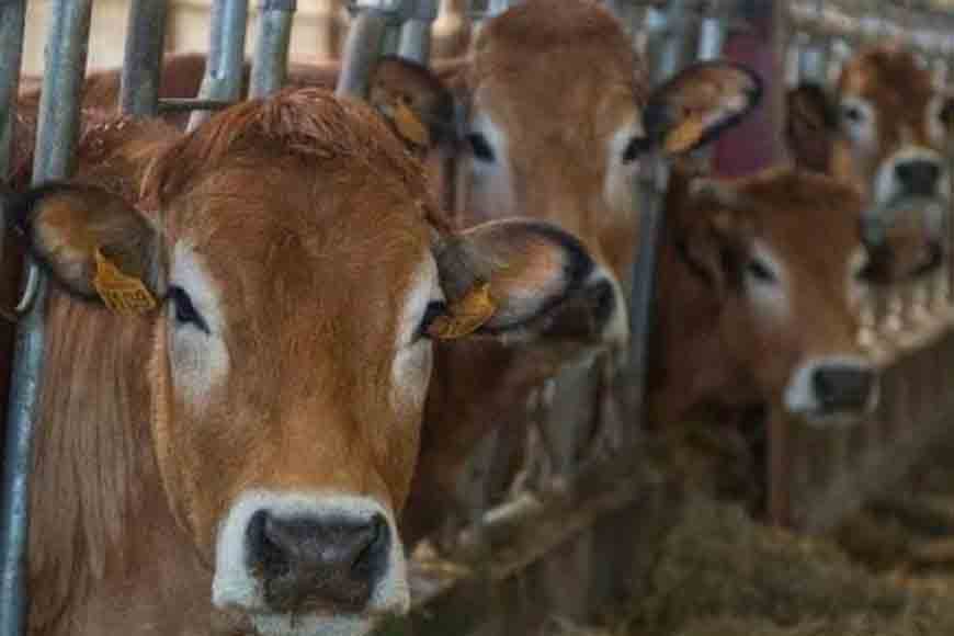 Kolkata gets a cattle shelter for stray cows