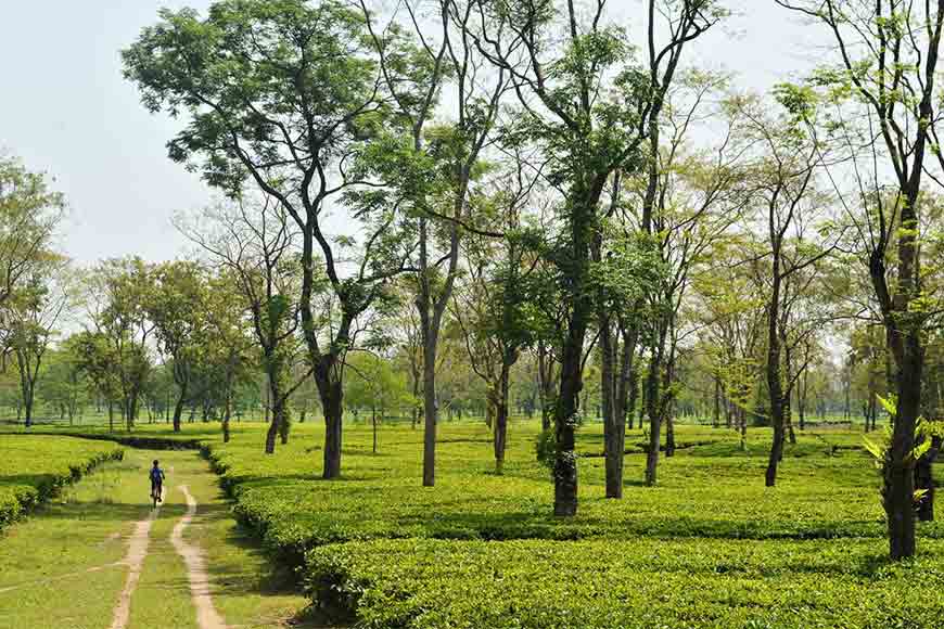 Tea tourism, a growing industry in itself