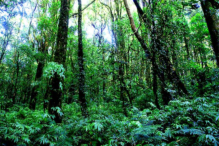 Gachh Yoddhas help in afforestation of Dinajpur