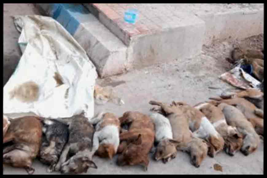 Cruelty against the city’s stray dogs is no stray incident 