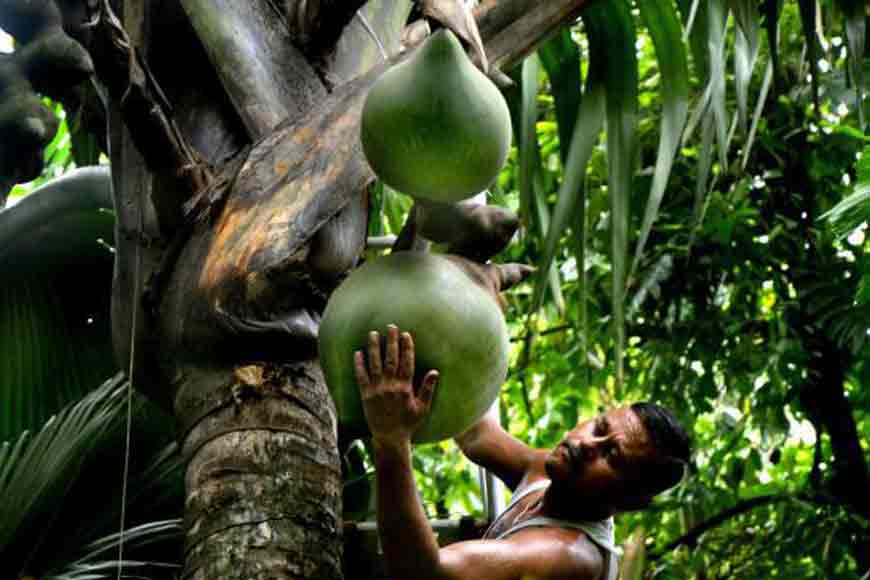 Coco tree of Shibpur flowered after 94 years!