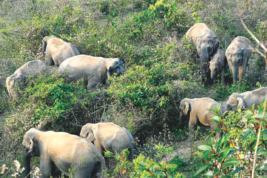 How farmers of Alipurduarare keeping elephants awa fruits