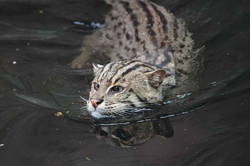 West Bengal generates environmental awareness by adopting endangered species as State Symbols