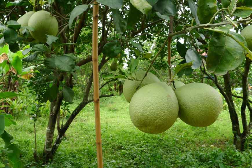 Planting fruit trees in Kolkata to bring back birds