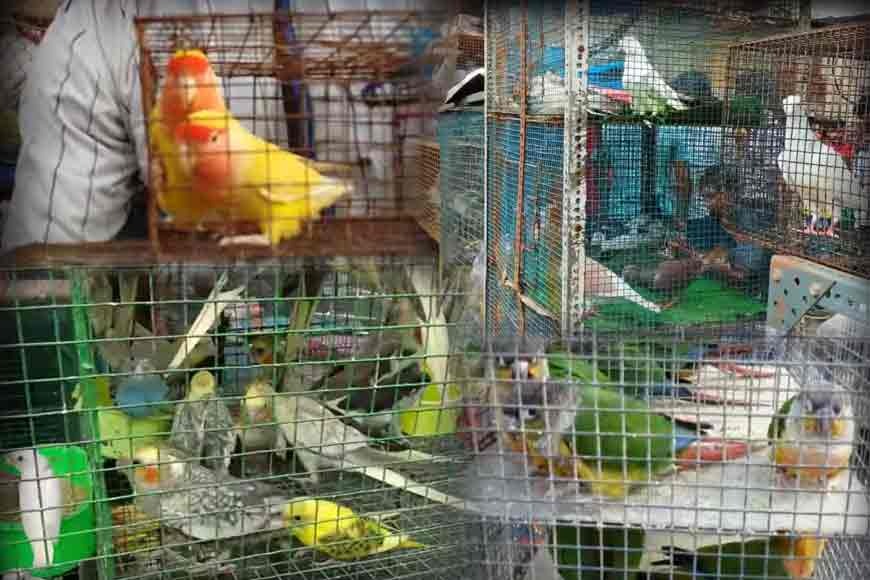 Famous bird market of Galiff Street might soon shut down 