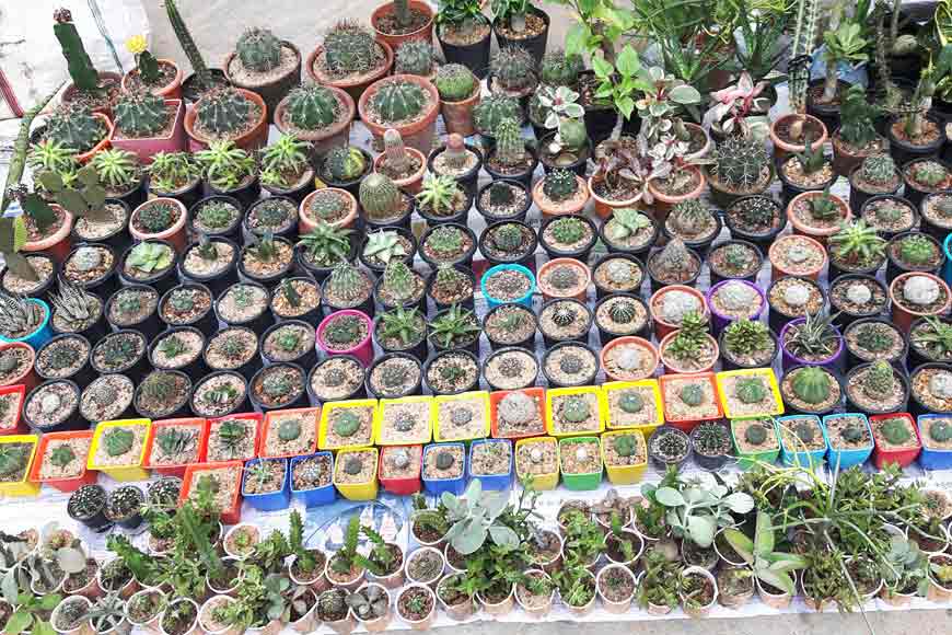 Walking down the ‘Pet Street’ of Kolkata