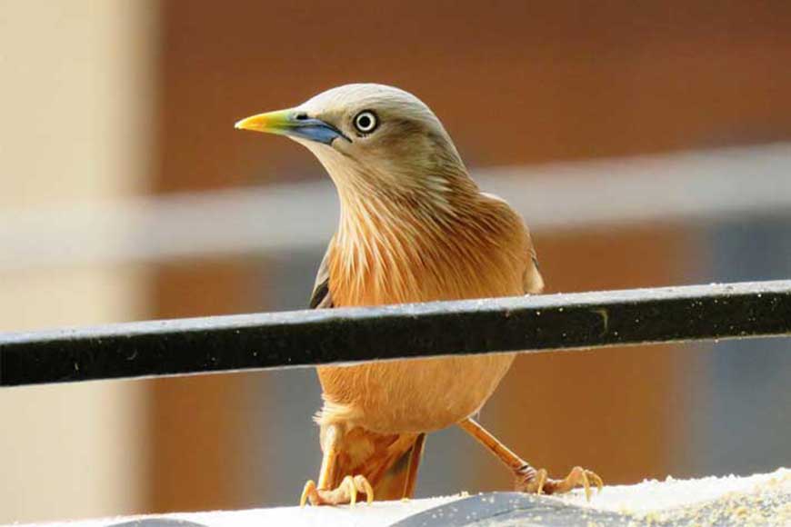 The winged wonders of Kolkata