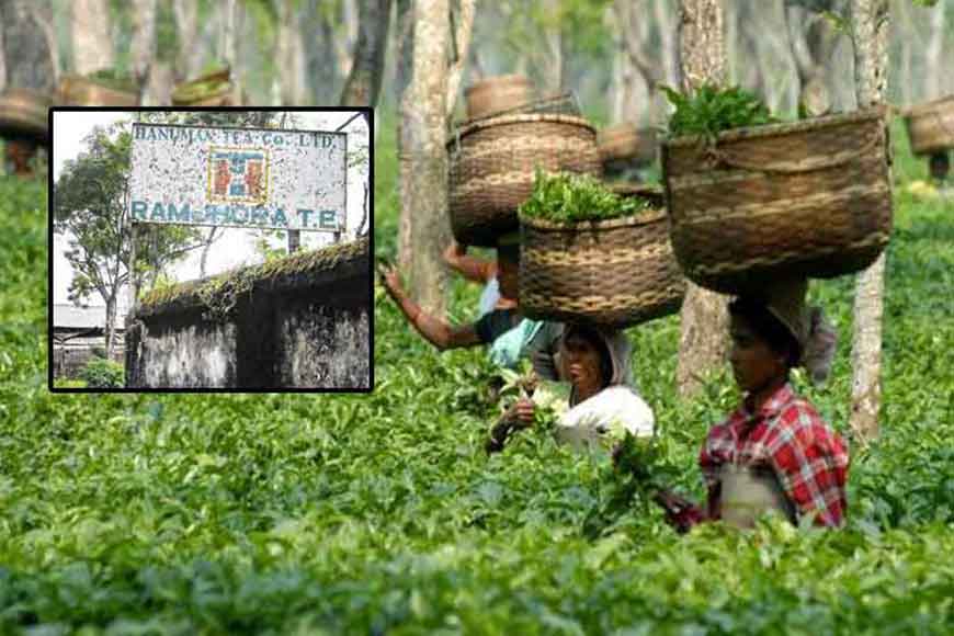 Tea gardens reopen, bring hope