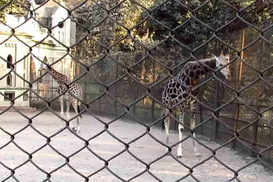 Why are animals transported from Alipore Zoo dying