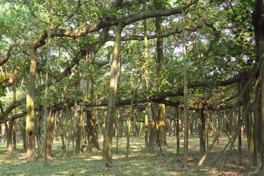 old resident of Bengal under termite attack!