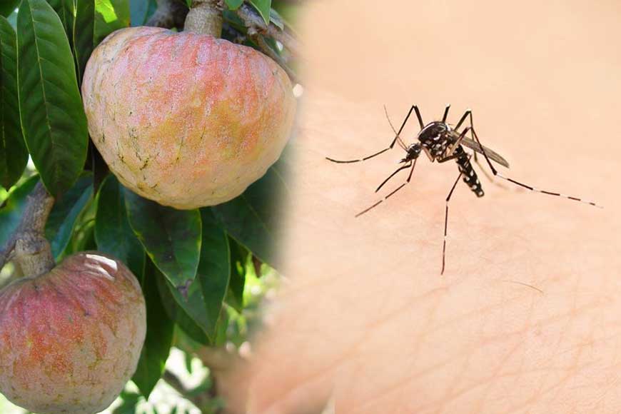 Burdwan University scientists discover chemical-free mosquito repellant