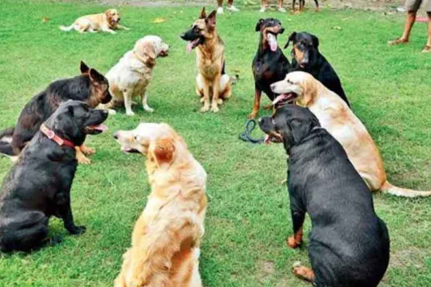 Ice jackets to give relief to kolkata police dogs this scorching summer