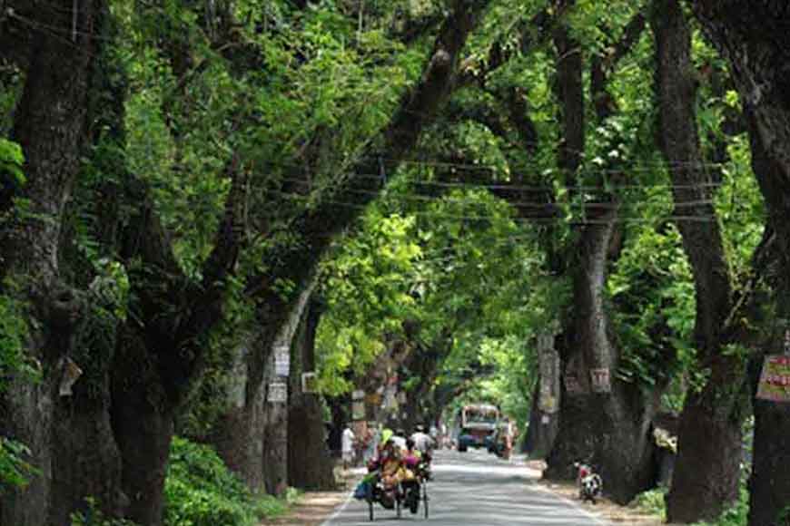 Demand for heritage status for trees along Jessore Road