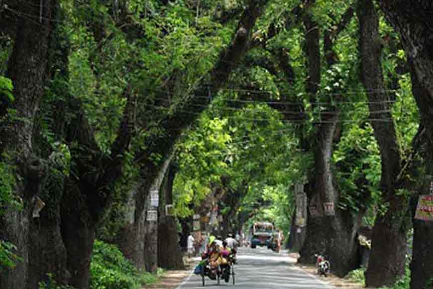 Demand for heritage status for trees along Jessore Road 