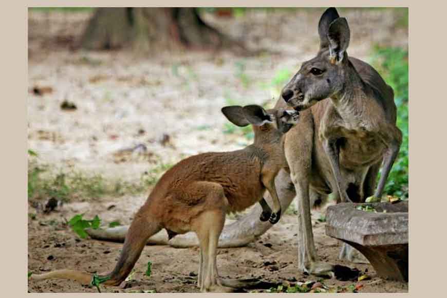 Will the new kangaroos at Alipore Zoo survive this time?