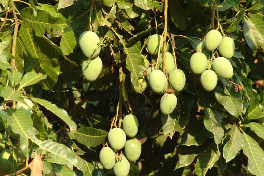 Mango Wonder! Ten mango varieties on same tree