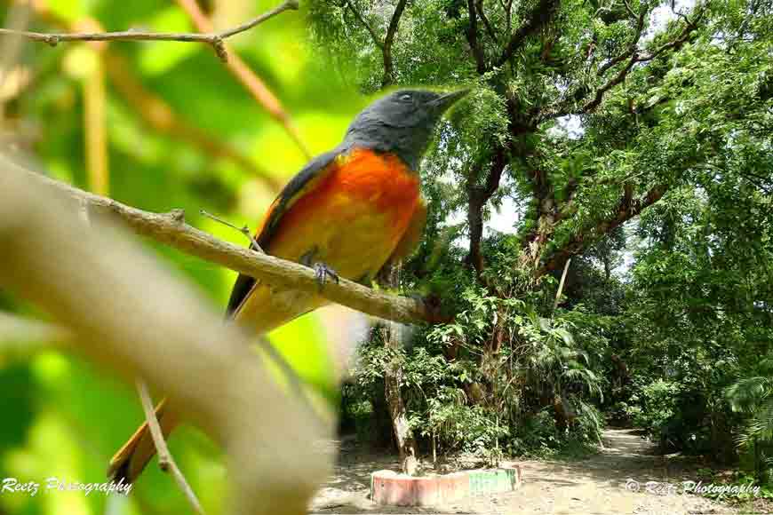 How Kayaler Bagan in the heart of Kolkata became a sanctuary?