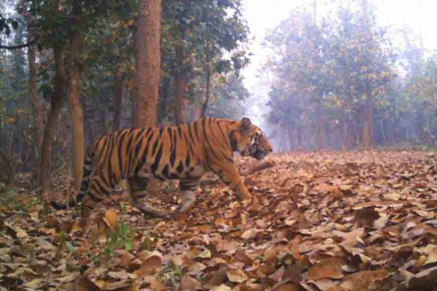 GB obituary to Lalgarh Tiger