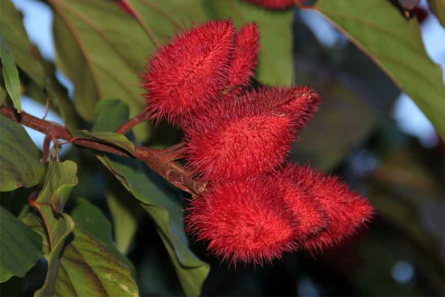 Organic lipstick grown in Bengal from Lipstick Tree!