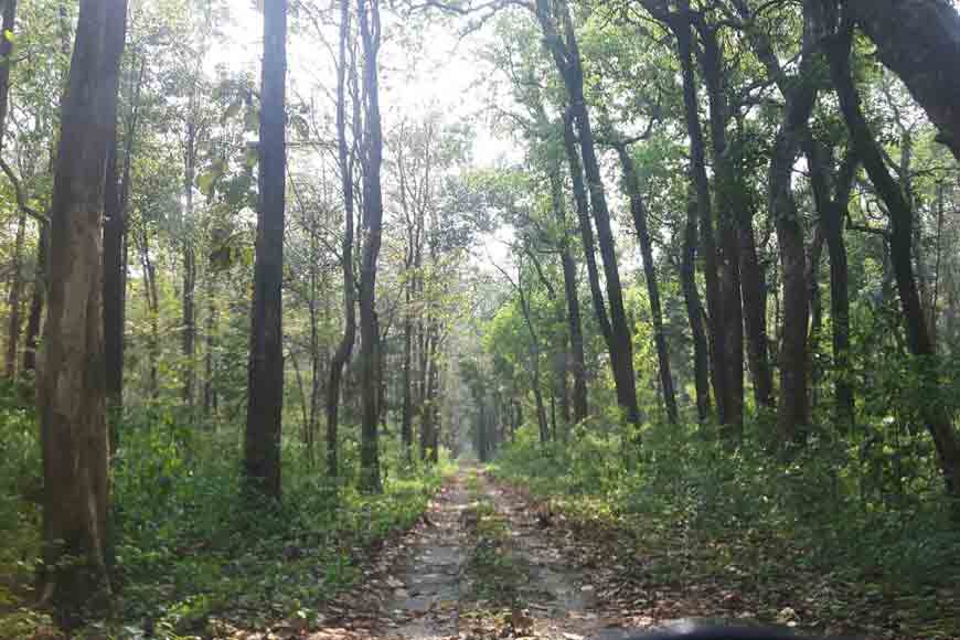 How log poaching was stopped in North Bengal forests?