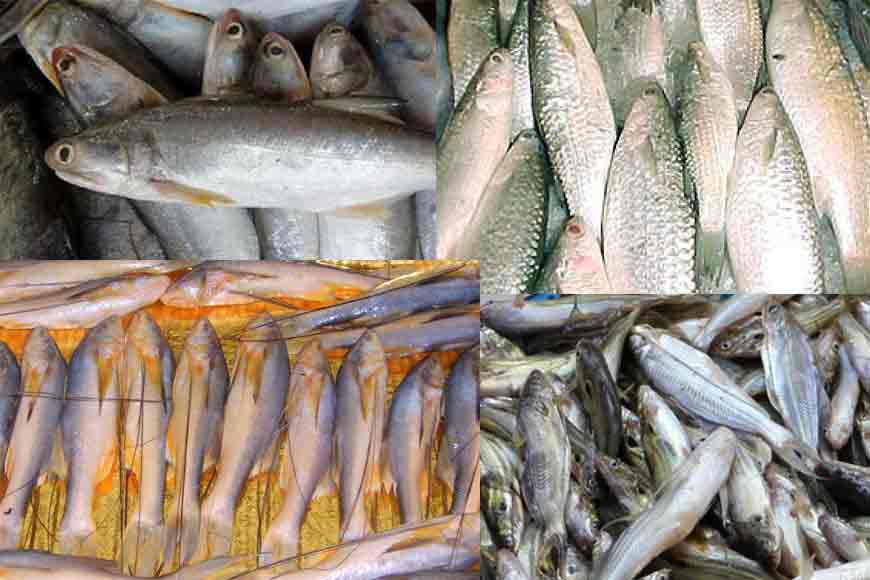 Why is Bengal losing its indigenous fish varieties?