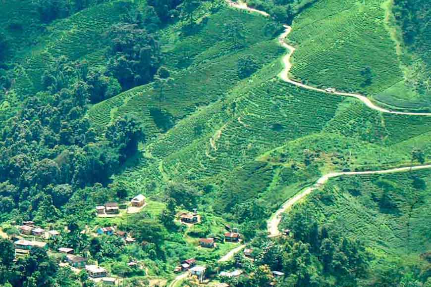 Sip that exotic cuppa and enjoy the lush Makaibari Tea Estate