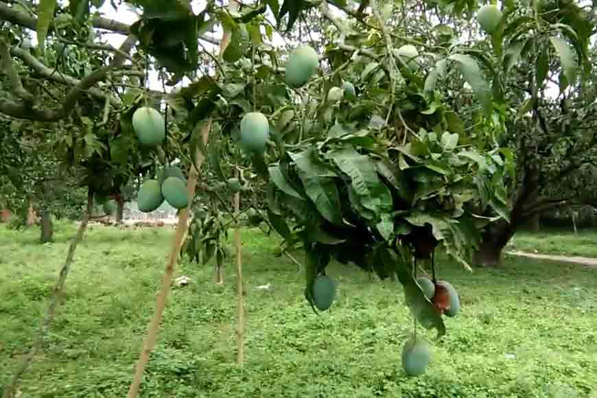 Take Bengal’s Mango Tourism trail to see how much you don’t know