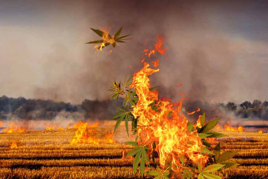 Killing marijuana fields of Bengal on Int’l Day against Drug Abuse