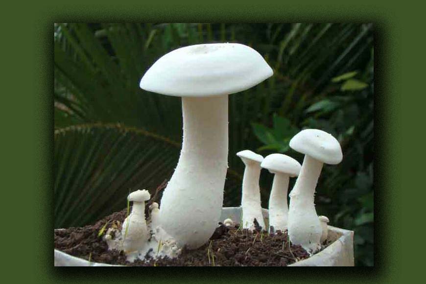 Jalpaiguri stops country liquor sale with mushroom cultivation