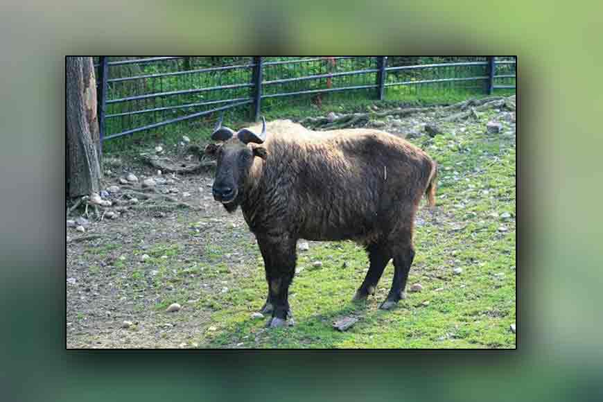 Meet Charles, Danny, Rock and their sisters at Darjeeling Zoo!