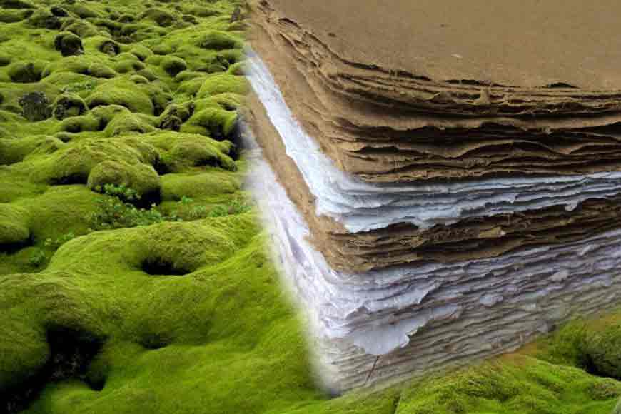 EUREKA! Paper from Field Moss! Scientists of Burdwan University work wonders