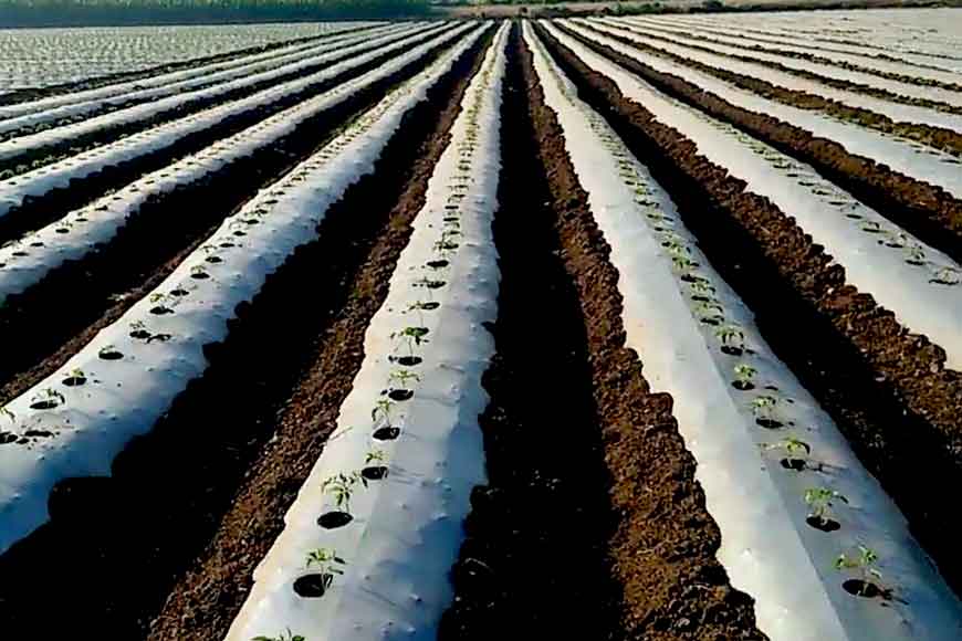 New paddy cultivation technique brings profit to Balurghat