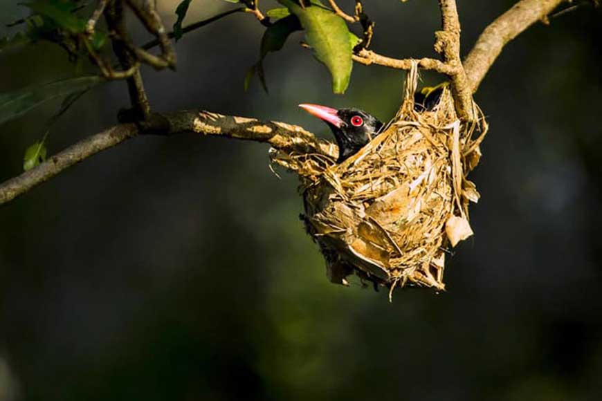 Artificial nests set on trees in Howrah to help nestling birds post cyclone