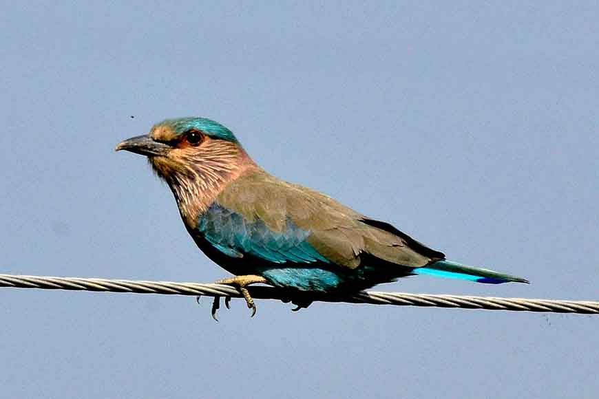 Where have all Neelkantha birds gone?