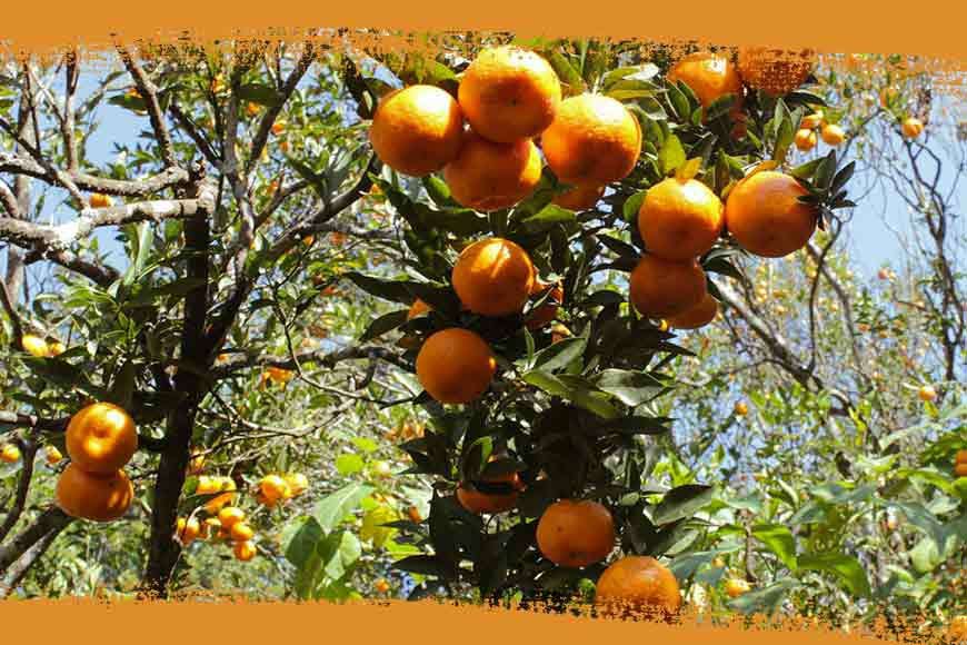 This winter, head to Sittong - 'The Orange Village of Darjeeling'