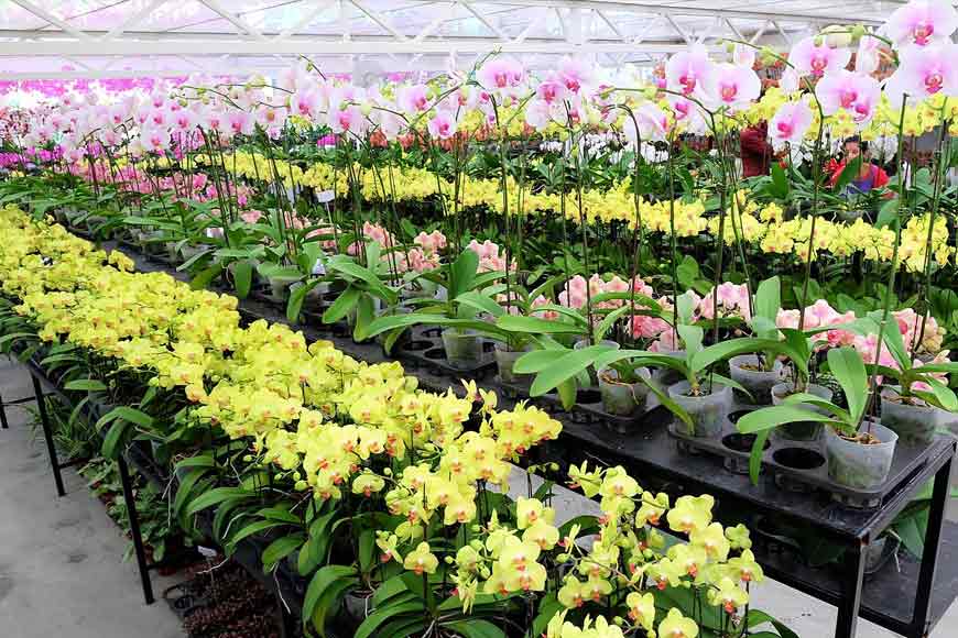 Siliguri farmers grow Hill Orchids and earn in lakhs