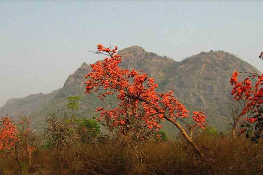 Wish to visit a Palash bon? Travel to Bankura