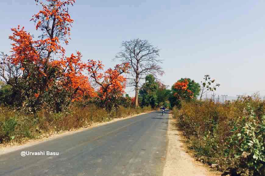 Visit the Palash Forests of West Bengal this Spring!