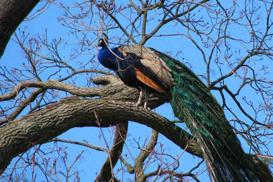 Mayur Mahal of Chinsurah – where peacocks reign