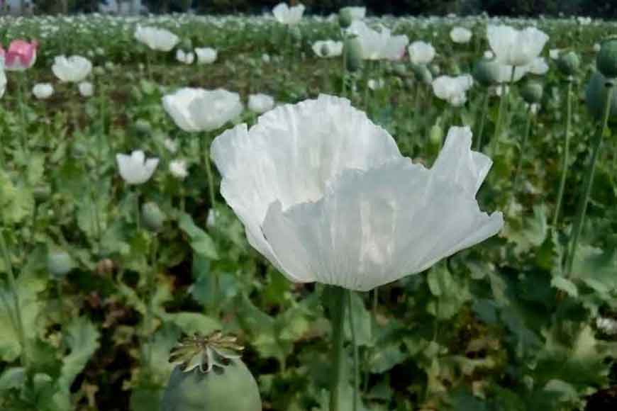 Bengal government reins in poppy narcotics of Malda